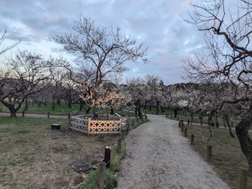 偕楽園本園に投稿された画像（2024/2/17）