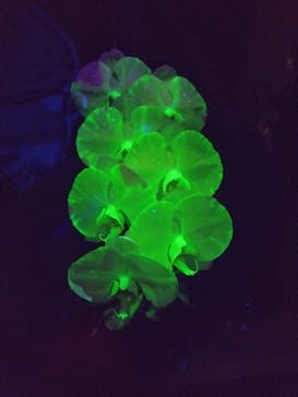 世界らん展2026-花と緑の祭典-に投稿された画像（2024/2/17）