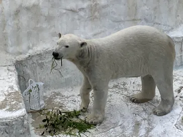 天王寺動物園に投稿された画像（2024/2/17）