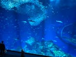 アクアワールド茨城県大洗水族館に投稿された画像（2024/2/17）