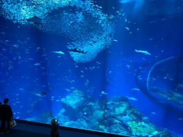 アクアワールド茨城県大洗水族館に投稿された画像（2024/2/17）