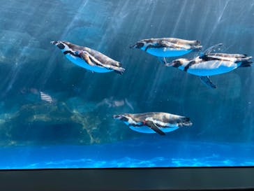アクアワールド茨城県大洗水族館に投稿された画像（2024/2/17）