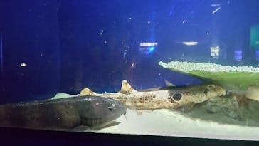アクアワールド茨城県大洗水族館に投稿された画像（2024/2/17）