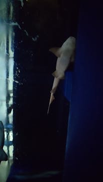 アクアワールド茨城県大洗水族館に投稿された画像（2024/2/17）