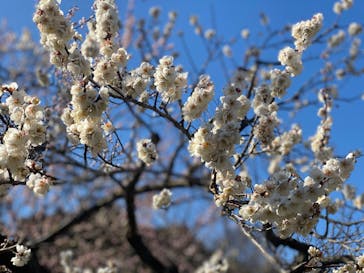 偕楽園本園に投稿された画像（2024/2/17）