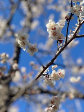 偕楽園本園に投稿された画像（2024/2/17）