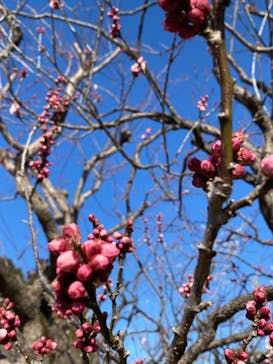 偕楽園本園に投稿された画像（2024/2/17）