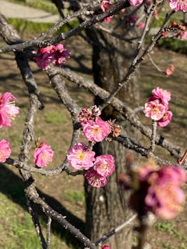 偕楽園本園に投稿された画像（2024/2/17）