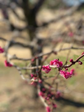 偕楽園本園に投稿された画像（2024/2/17）