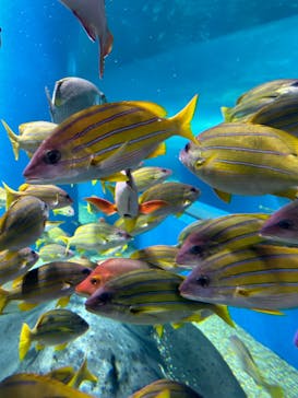 マクセル アクアパーク品川に投稿された画像（2024/2/17）