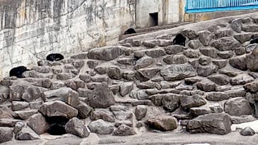 奥飛騨クマ牧場に投稿された画像（2024/2/17）