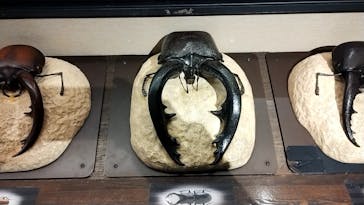 国立科学博物館に投稿された画像（2024/2/17）