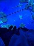 DMMかりゆし水族館に投稿された画像（2024/2/18）