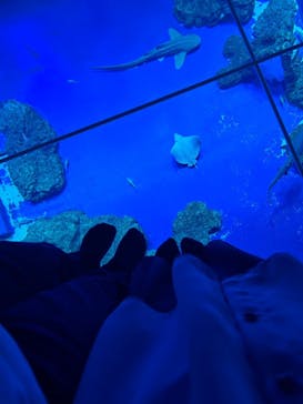 DMMかりゆし水族館に投稿された画像（2024/2/17）