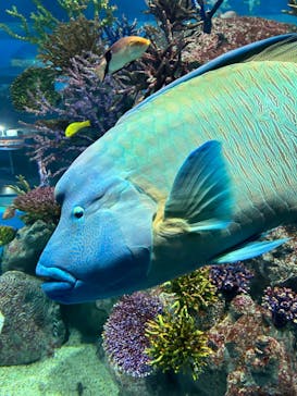 DMMかりゆし水族館に投稿された画像（2024/2/17）