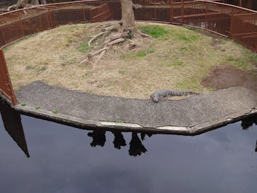 熱川バナナワニ園に投稿された画像（2024/2/17）