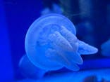しながわ水族館に投稿された画像（2024/2/18）
