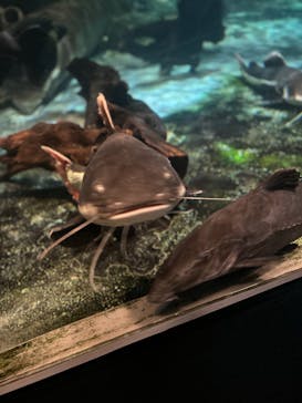 しながわ水族館に投稿された画像（2024/2/18）