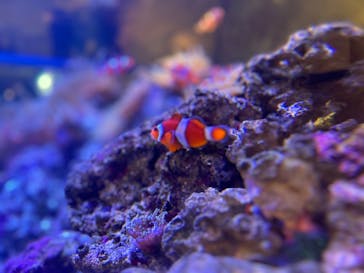 しながわ水族館に投稿された画像（2024/2/18）