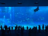 沖縄美ら海水族館に投稿された画像（2024/2/18）