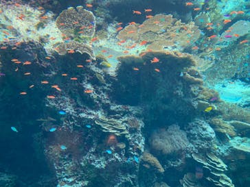 沖縄美ら海水族館に投稿された画像（2024/2/18）