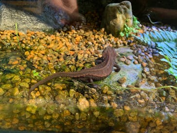 沖縄美ら海水族館に投稿された画像（2024/2/18）