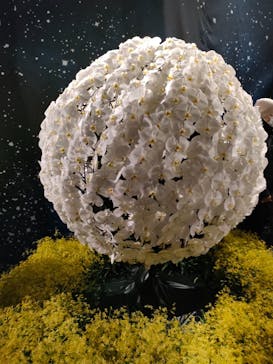 世界らん展2026-花と緑の祭典-に投稿された画像（2024/2/18）