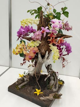 世界らん展2026-花と緑の祭典-に投稿された画像（2024/2/18）