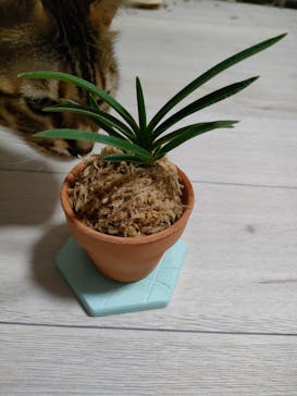 世界らん展2026-花と緑の祭典-に投稿された画像（2024/2/18）