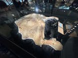 福井県立恐竜博物館に投稿された画像（2024/2/18）