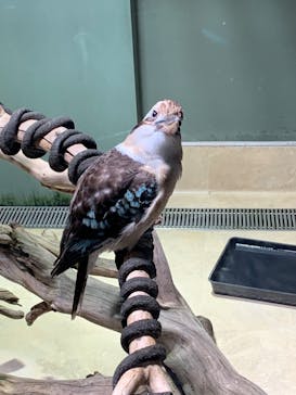 カワスイ 川崎⽔族館に投稿された画像（2024/2/18）