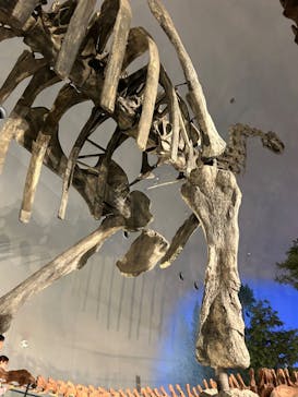 福井県立恐竜博物館に投稿された画像（2024/2/18）