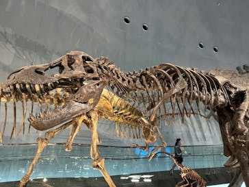 福井県立恐竜博物館に投稿された画像（2024/2/18）