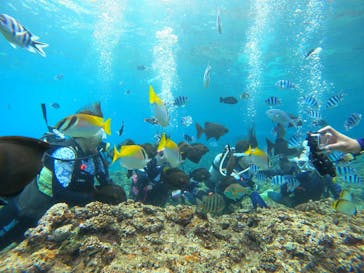 沖縄マリンサービス碧に投稿された画像（2024/2/18）