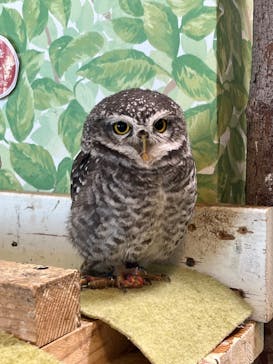 Moff animal world BIGHOPガーデンモール印西店に投稿された画像（2024/2/18）