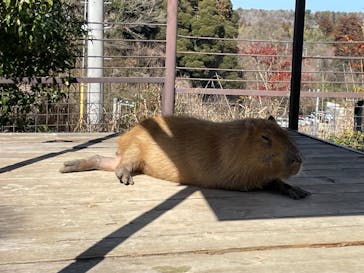 ANIMAL WONDER REZOURT 市原ぞうの国・サユリワールドに投稿された画像（2024/2/18）