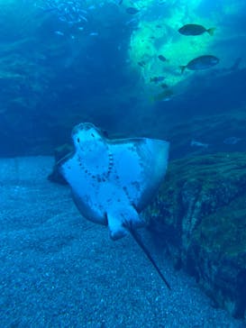 仙台うみの杜水族館に投稿された画像（2024/2/18）