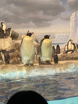 名古屋港水族館に投稿された画像（2024/2/18）