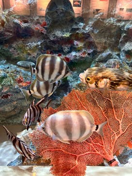 しながわ水族館に投稿された画像（2024/2/18）