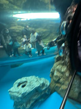 しながわ水族館に投稿された画像（2024/2/18）