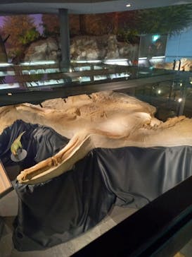 福井県立恐竜博物館に投稿された画像（2024/2/18）