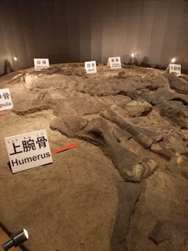 福井県立恐竜博物館に投稿された画像（2024/2/18）