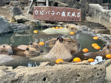 伊豆シャボテン動物公園に投稿された画像（2024/2/18）