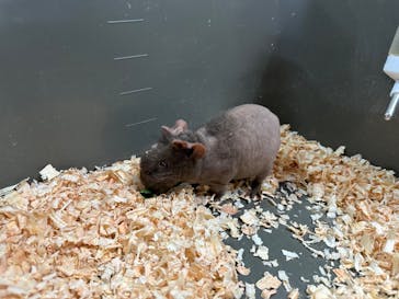 いきもの探検隊上尾に投稿された画像（2024/2/18）