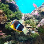 九十九島水族館海きららに投稿された画像（2024/2/18）