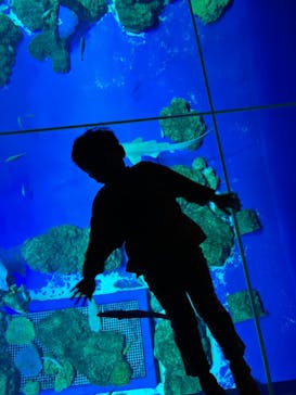 DMMかりゆし水族館に投稿された画像（2024/2/18）