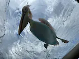 サンシャイン水族館に投稿された画像（2024/2/18）