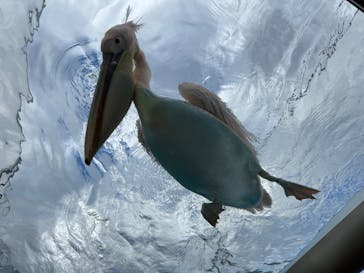 サンシャイン水族館に投稿された画像（2024/2/18）