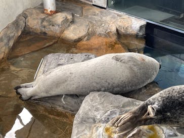 しながわ水族館に投稿された画像（2024/2/18）