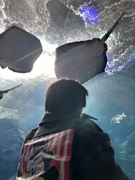 新江ノ島水族館に投稿された画像（2024/2/18）